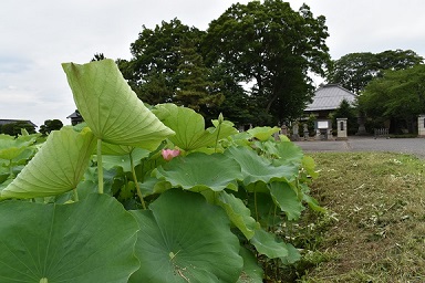 行田市佛教会ウェブサイト