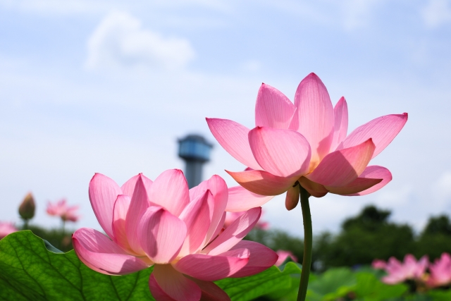 蓮の開花情報（今年度は終了しました）